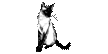 siamese.gif